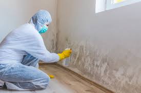 Why You Should Choose Our Mold Remediation Services in Kingman, AZ